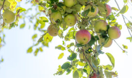jabłonie w moim ogrodzie